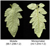 Aphid infestation is reduced on the tomato cultivar Motelle that contains the Mi-1.2 locus compared to the near-isogenic line Moneymaker that does not contain the Mi-1.2 locus.