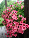 Petunia on balcony *Petunie am Balkon * Photograph by: Robert Paprstein * Date: 05.Aug.2006 * Place: Czech Republic. Image released to the public domain. Source: Wikipedia (http://en.wikipedia.org/wiki/File:Petunie.jpg)