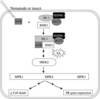 The interactions in this model are based on other plant NBS-LRR R proteins. (Mi-1 refers to Mi-1.2.) Mi-1, HSP90-1, and SGT1 form a R-signaling complex. Mi-1 guards RME1, which possibly represents the host target for the nematode and insect Avr determinant(s). The animal Avr determinant modifies RME1 and this modification is detected by Mi-1, which causes a conformational change in Mi-1 and activates R-signaling pathway. SA and MAPK cascade(s) follows, resulting in activation of PR genes and presence or absence of cell death in root-knot nematodes and potato aphid interactions, respectively. (Figure derived from Bhattarai KK, Li Q, Liu Y, Dinesh-Kumar SP, Kaloshian I, 2007 Plant Physiol. 144(1):312-23)