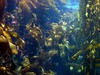 CC BY-SA, see https://en.wikipedia.org/wiki/Kelp#/media/File:KelpforestI2500ppx.JPG