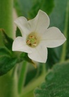 Closeup view of Nicotiana benthamiana flower. Photo by Diane Dunham.