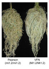 Root knot nematode infection in roots of resistant VFN tomato, homozygous for the Mi-1.2 allele, and susceptible Pearson, homozygous recessive for the Mi-1.2 allele. The susceptible line has more root galls and egg masses are more plentiful, seen as blue dots following staining with 0.001% (w/v) erioglaucine.