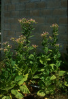 Nicotiana tabacum. Photograph by Sandra Knapp. Copyright © by Sandra Knapp, provided under the Creative Commons licence