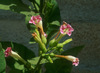 Nicotiana tabacum. Photograph by Sandra Knapp. Copyright © by Sandra Knapp, provided under the Creative Commons licence