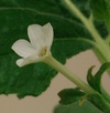Closeup of Nicotiana benthamiana flower from the BTI sequenced Nb-1 strain.